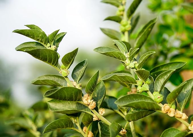 Food to Live Organic Ashwagandha Root Powder, 12 Ounces - Non-GMO, Finely Ground Indian Ginseng, Pure, Raw, Vegan. Easy to Mix. Adaptogenic Herb.