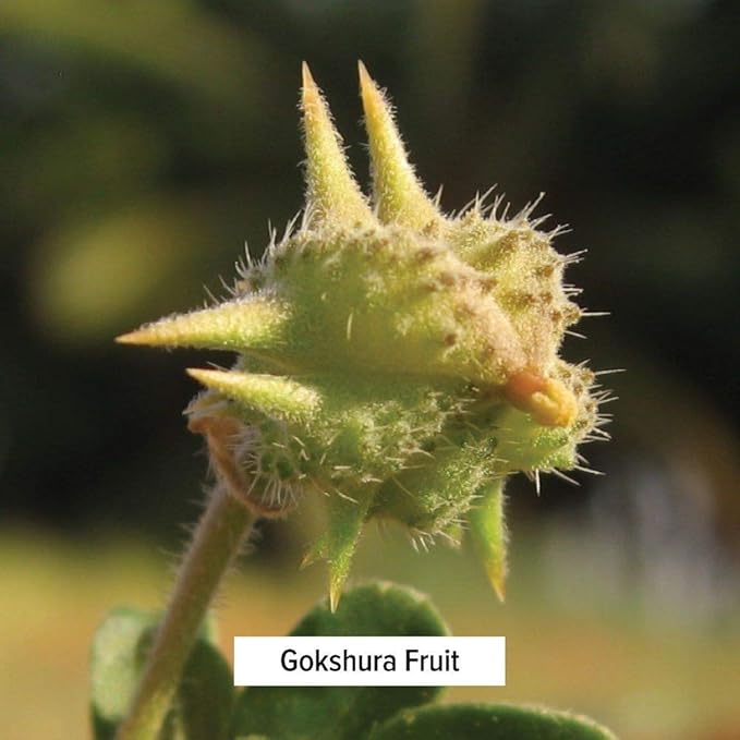 Banyan Botanicals Gokshura Powder– Organic Tribulus Terrestris Fruit – Rejuvenating Tonic for Kidney & Adrenal Health, Stress, and Male Vitality* – ½lb. – Non-GMO Fair for Life Fair Trade Certified