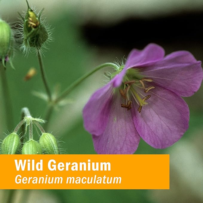 Herb Pharm Wild Geranium (Cranesbill) Liquid Extract - 1 Ounce (Pack of 2)